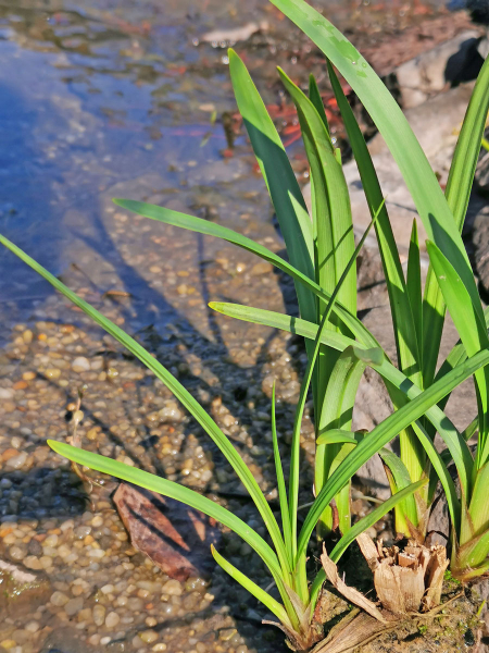 Preview: Igelkolben_Teichpflanze